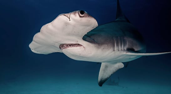 Fintastic Friday