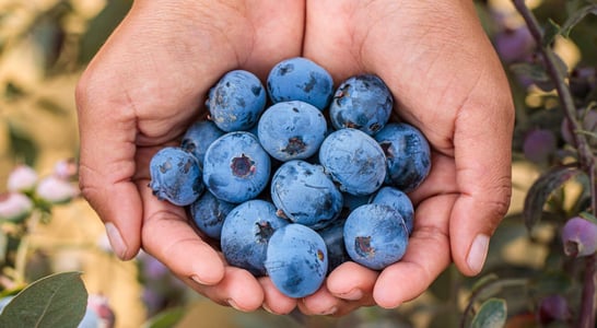 National Blueberry Month