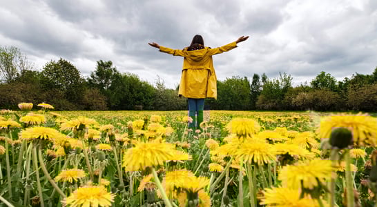 National Dandelion Day