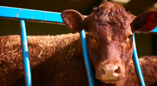 National Veal Ban Action Day