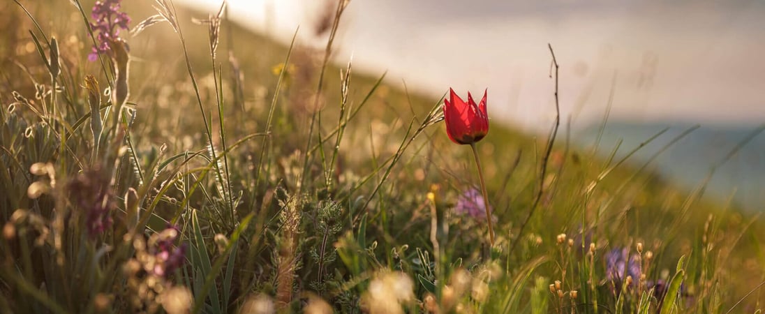 National Wildflower WeekÂ